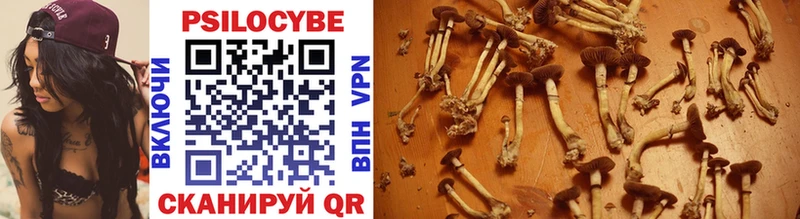где можно купить   Гурьевск  Псилоцибиновые грибы Cubensis 